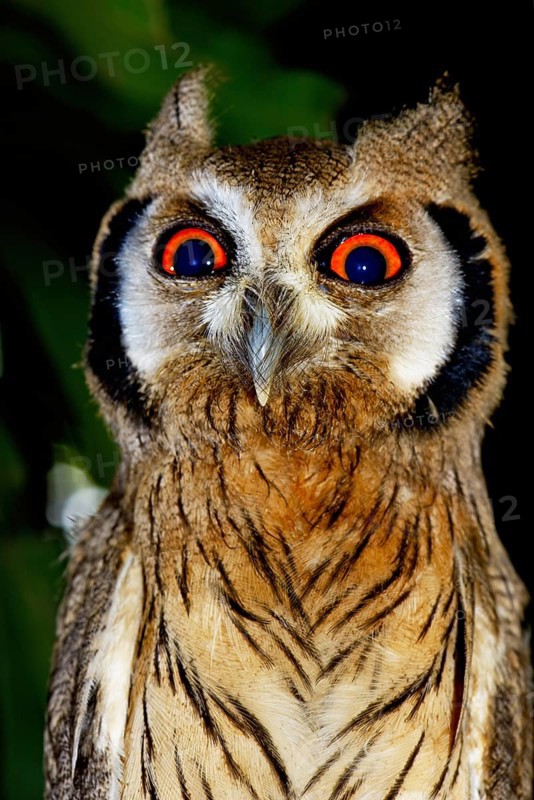 Northern white-faced owl