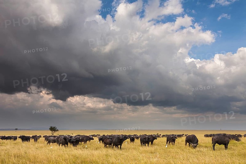 African buffalos