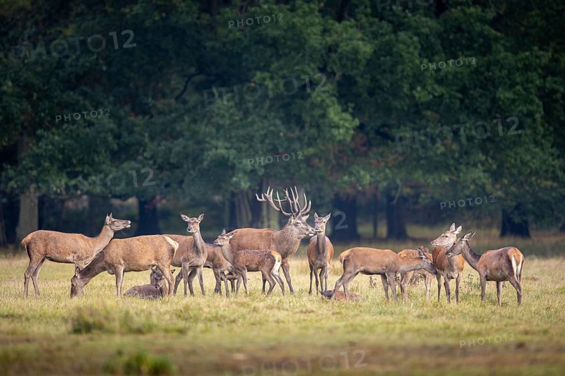 Red deer