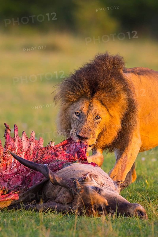 African lion