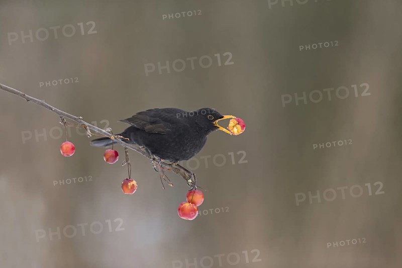 Blackbird