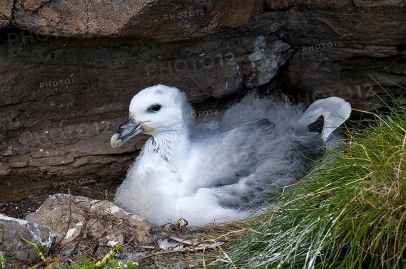Northern Fulmar