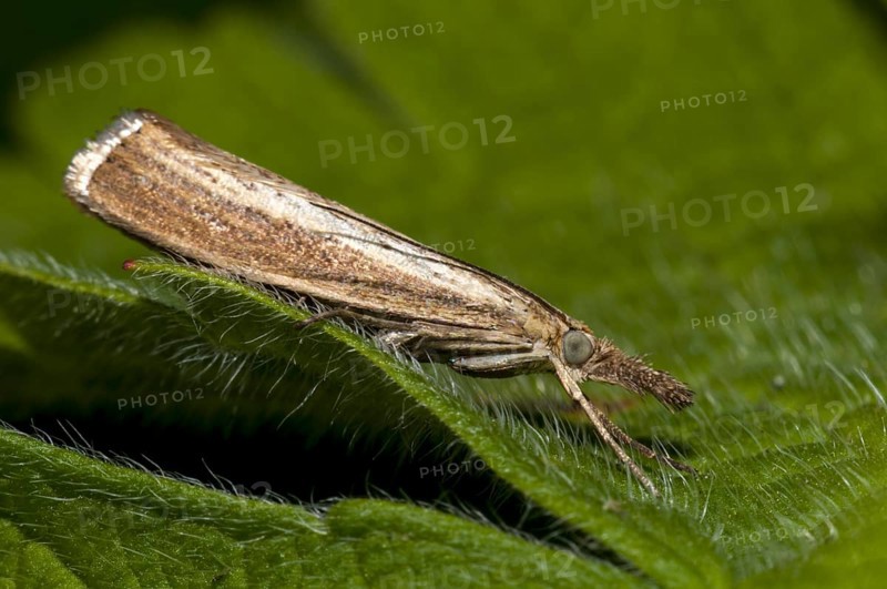 Common Grass-veneer