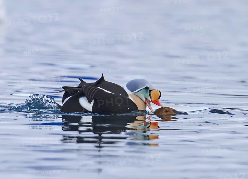 King Eider