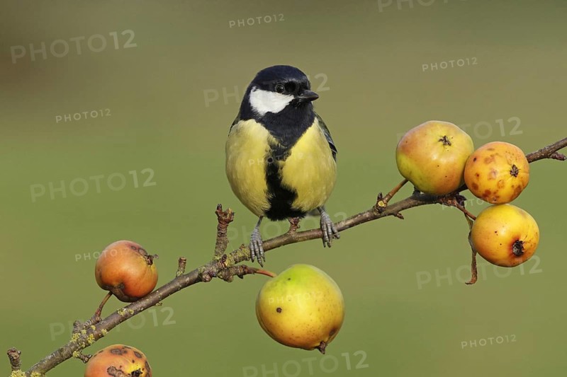 Great Tit
