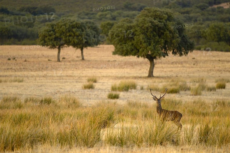 Iberian Red Deer
