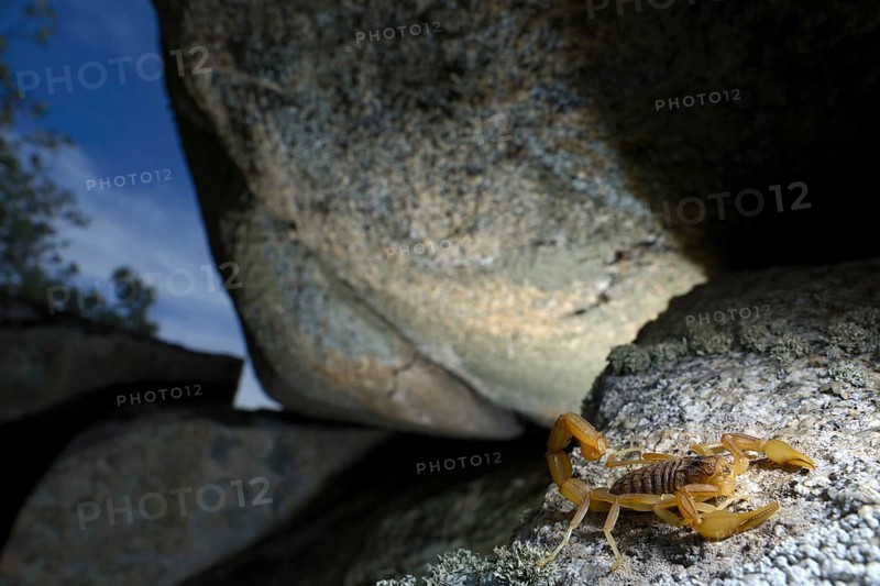 Common European Scorpion