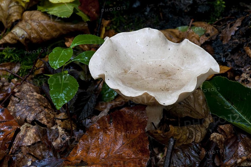 Clouded funnel fungus