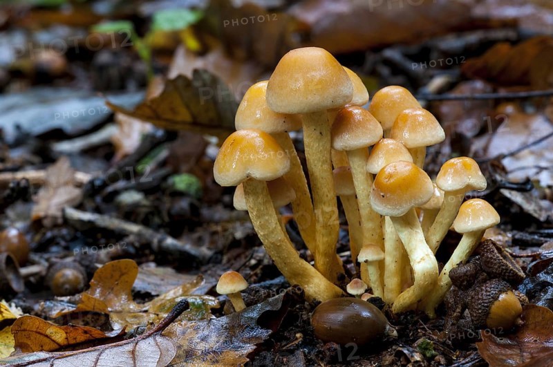 Group of sulphur tuft fungi