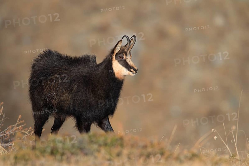 Chamois buck