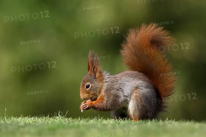 Red Squirrel