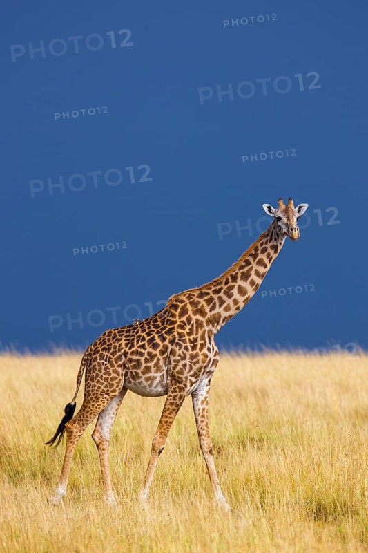 Masai giraffe