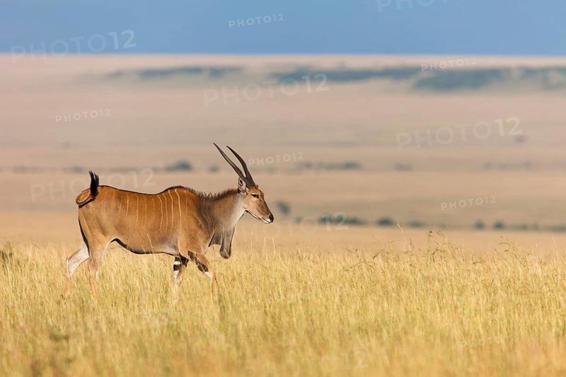 Common eland
