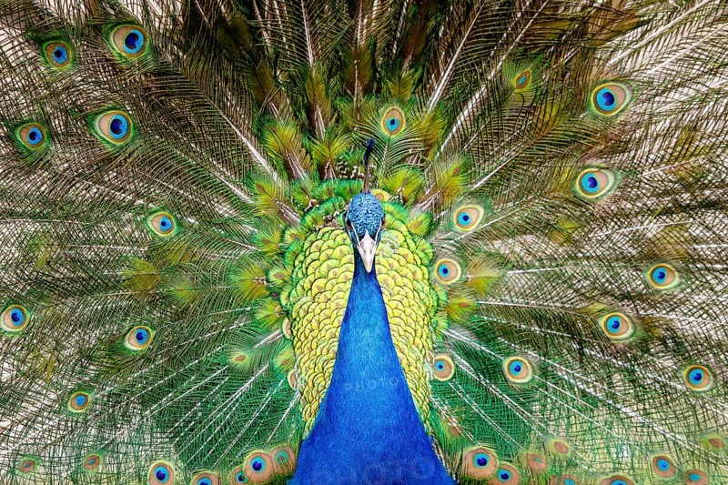 Blue Peacock