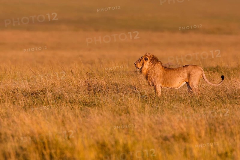African Lion
