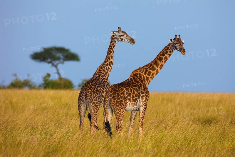 Masai giraffes