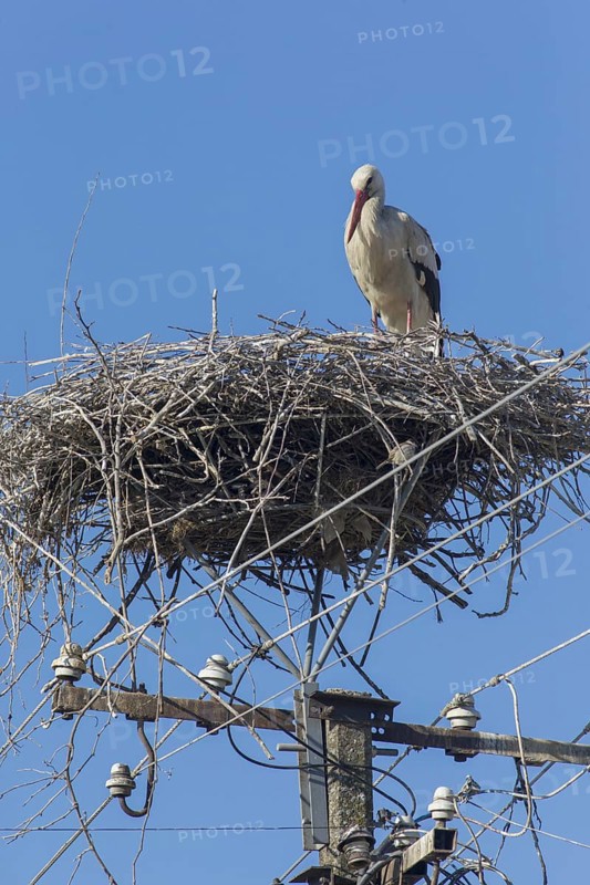 White Stork