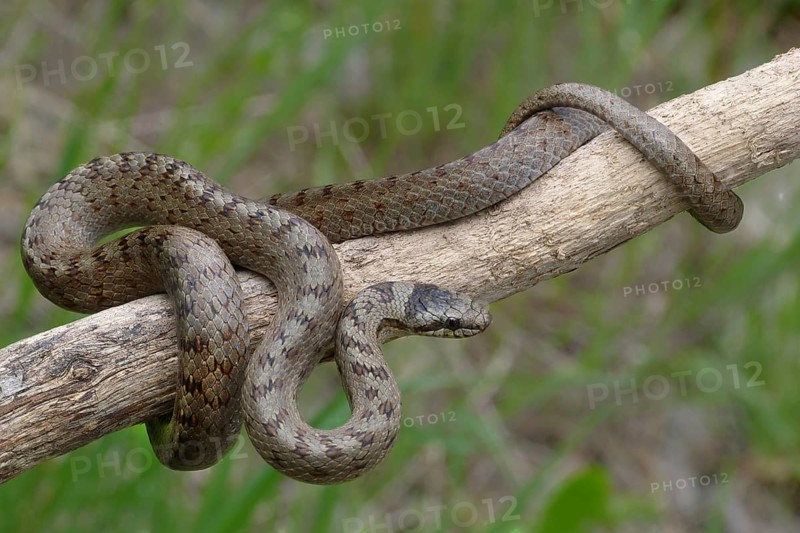 Southern Smooth Snake