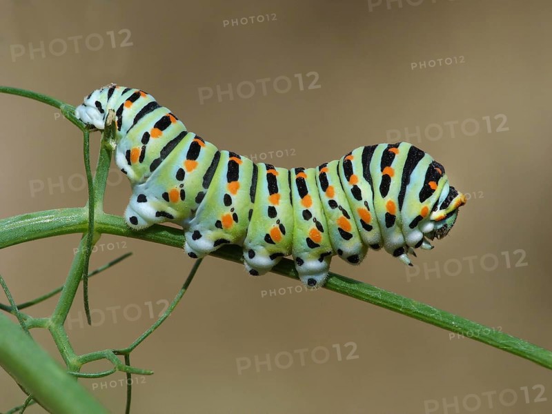 Swallowtail butterfly