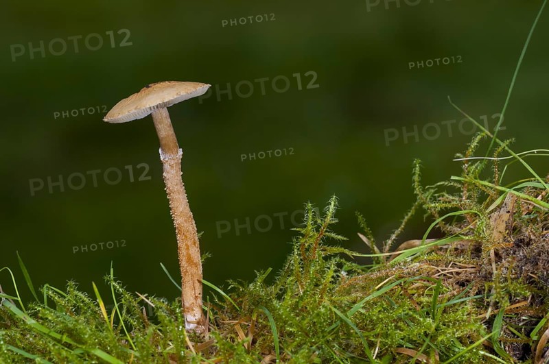 A fruiting body of earthy powdercap fungus