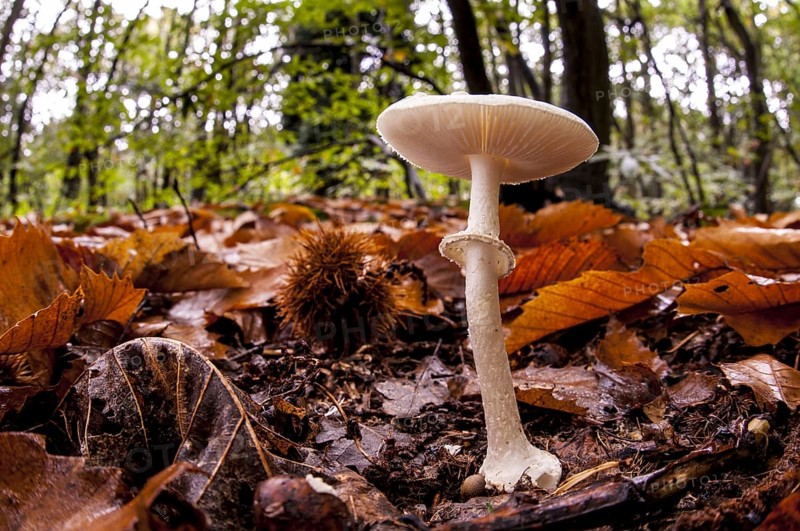 False deathcap