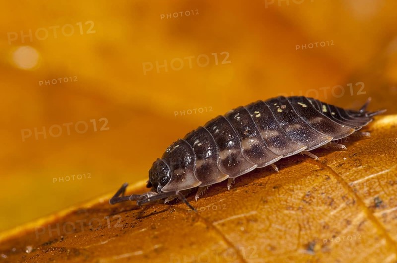 Common shiny woodlouse