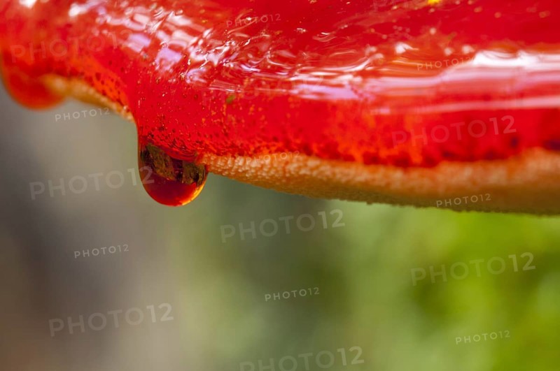 Close-up on the drops of blood trickling over the edge of a beefsteak fungus