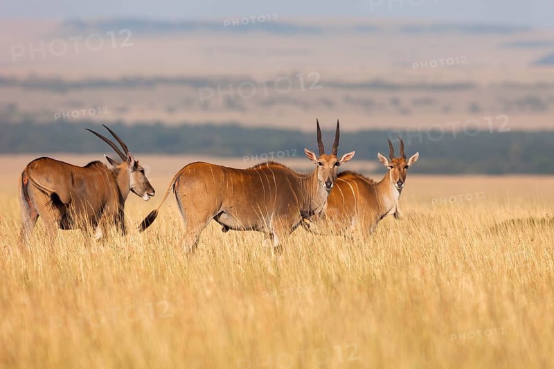 Common elands