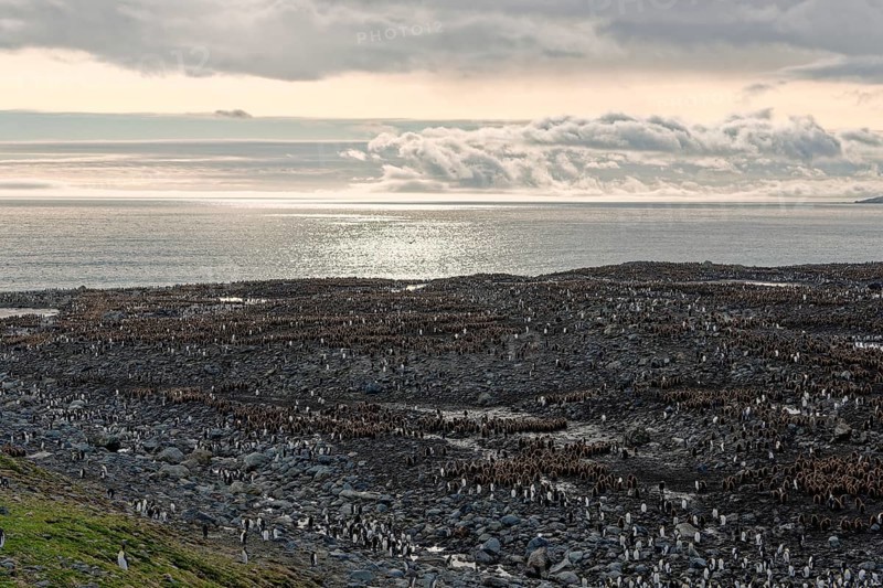 King penguins