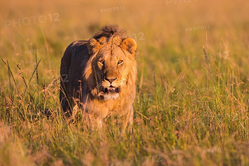 African Lion