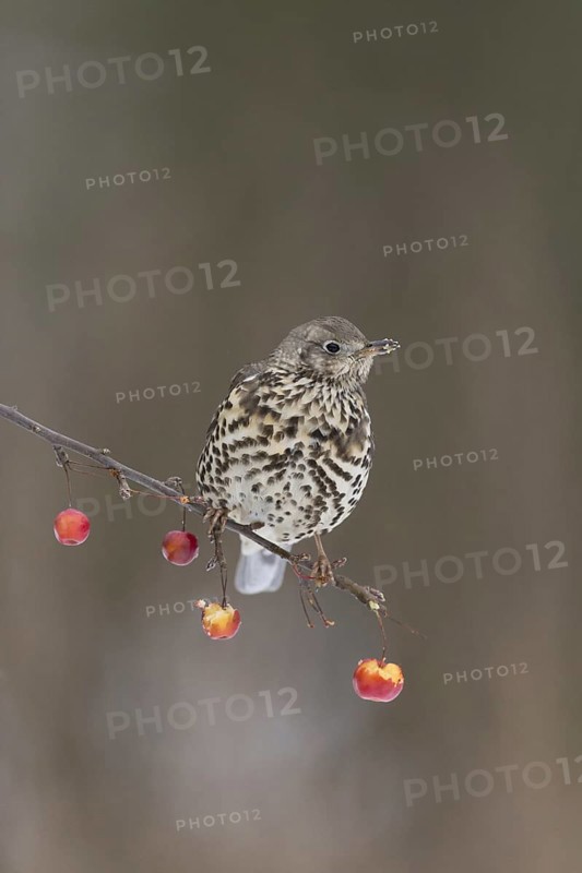 Mistle Thrush