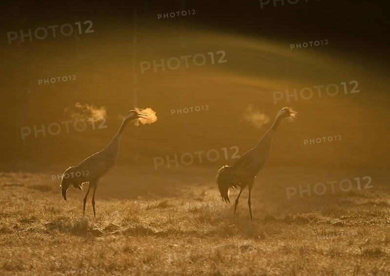 Common Crane