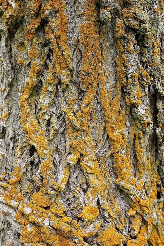 Lichen on tree bark