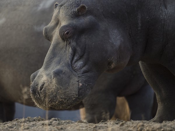 Hippo