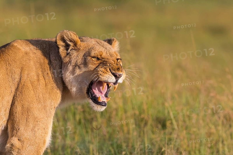 African Lion