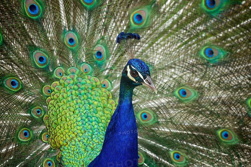 Indian peafowl