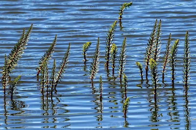 Horsetail