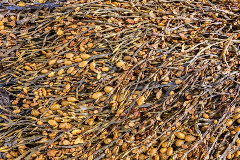 Bladder wrack