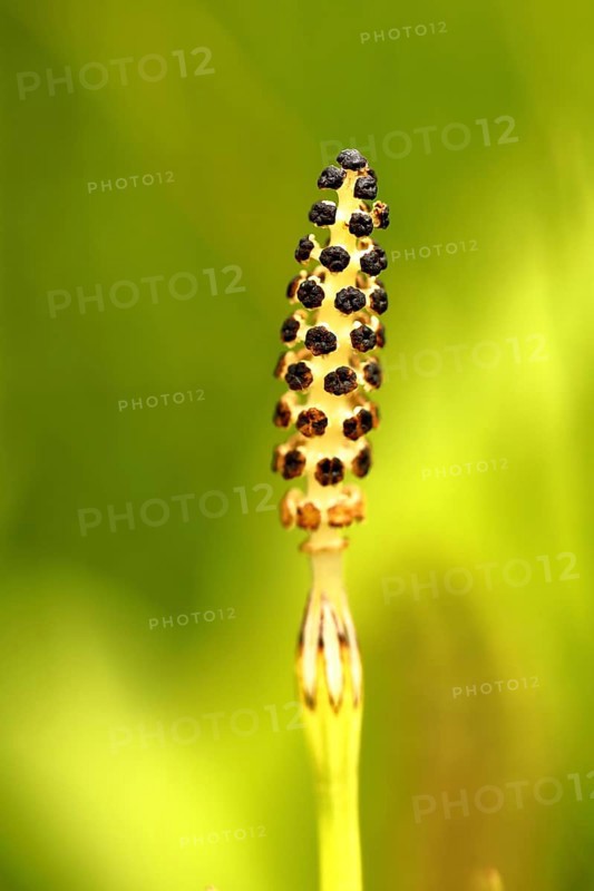 Field horsetail