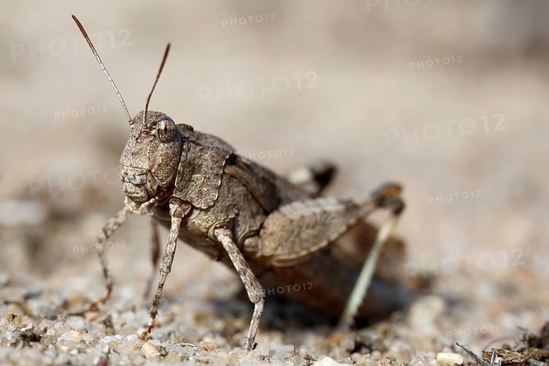 Blue-winged grasshopper