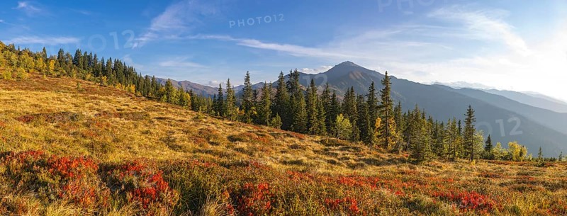 Autumnal mountain landscape with dwarf shrubs