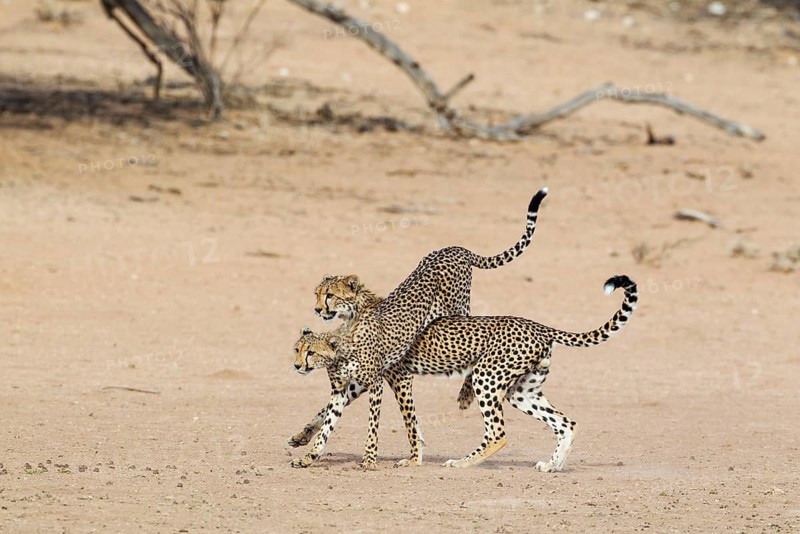 Cheetah