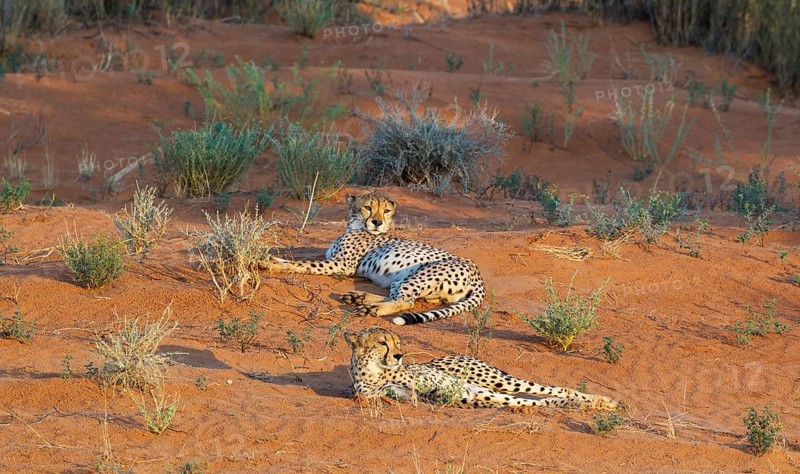 Cheetahs