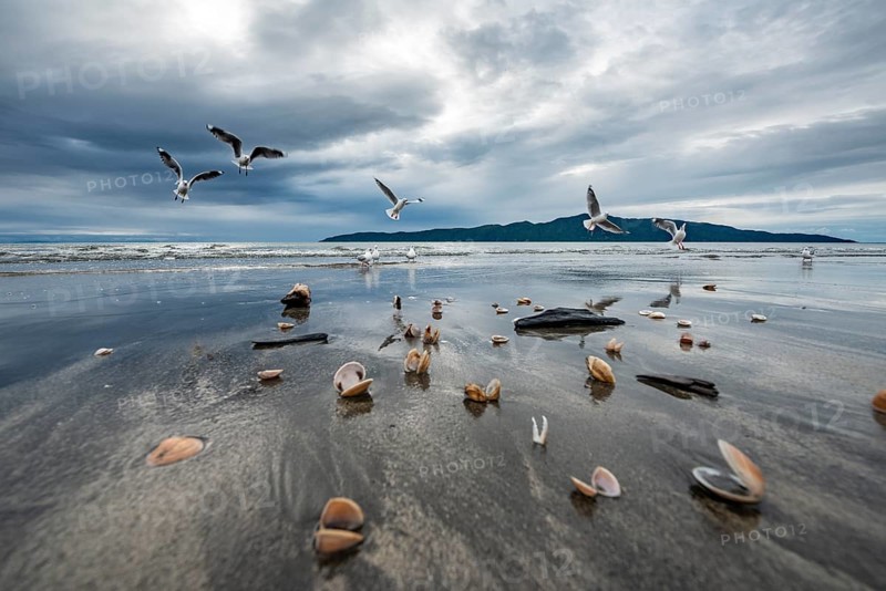Seagulls