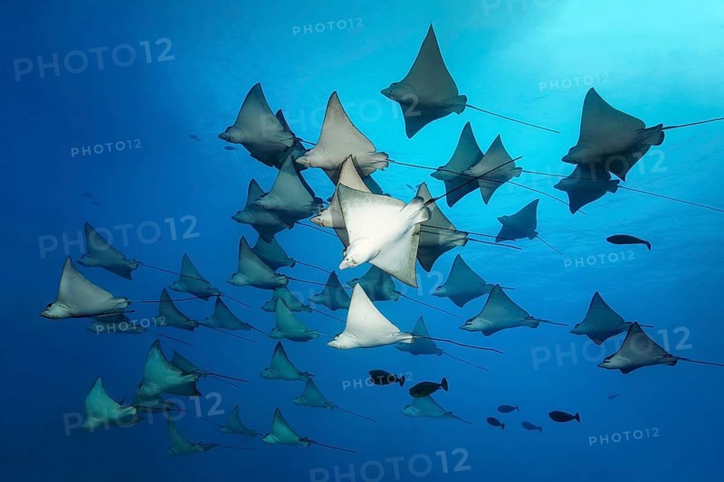 Swarm Spotted eagle ray