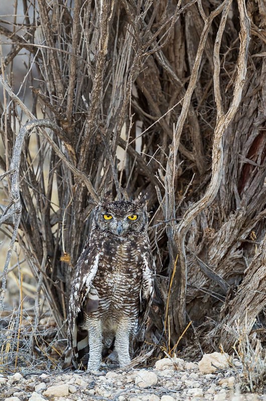 Spotted Eagle Owl