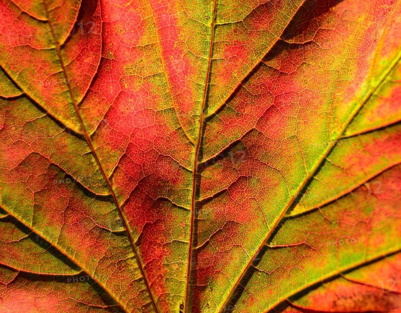 Maple
