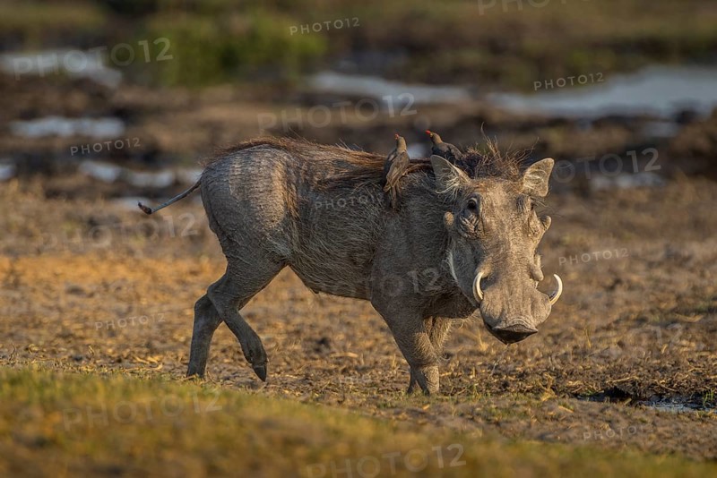 Warthog