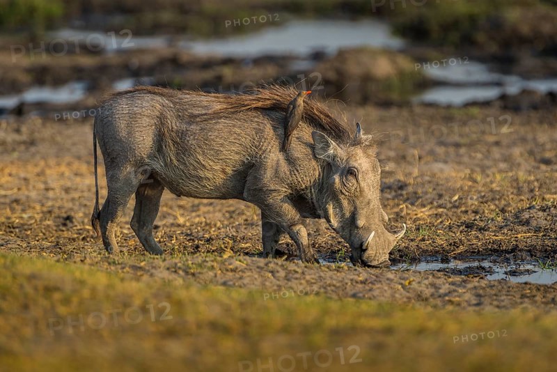 Warthog