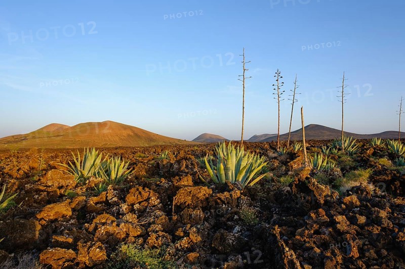 Agaves in lava field